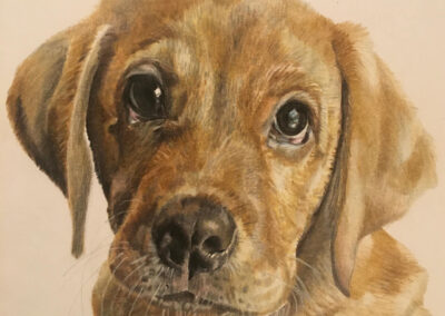 farnham animal artist dog portrait