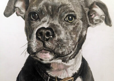 farnham animal artist dog portrait